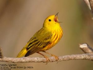 Yellow Warbler (c) Jim Livaudais 