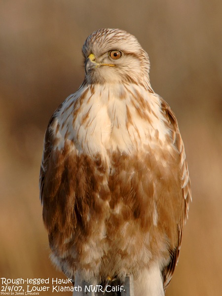 Rough-legged Hawk (C) Jim Livaudais