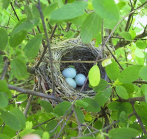 Lazuli Bunting nest with eggs cropped (72ppi 4x)