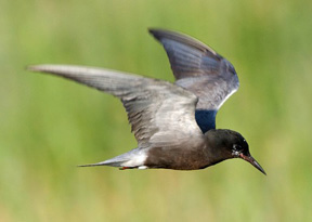 black tern (72ppi 4x)