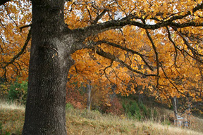 oak hussey (72ppi 4x)