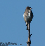 Olive-sided Flycatchers are often associated with burned forests, where open habitat, in combination with standing dead trees, creates abundant foraging opportunities.  Photo copyright James Livaudais. 