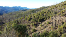 Quartz Fire in 2013, 12 years after the fire, with a healthy shrub understory and standing dead trees.  Photo copyright Jaime Stephens.