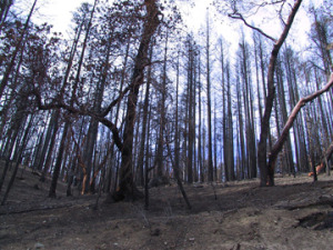 Landscape after the Quartz fire (c) KBO archives 