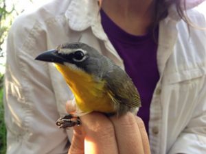 Yellow-breasted Chat with a new geolocator (c) KBO 2015