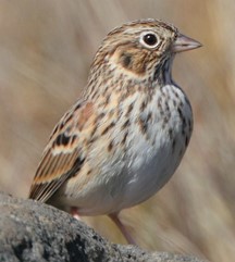Oregon Vesper Sparrow (c) K Schneck no caption