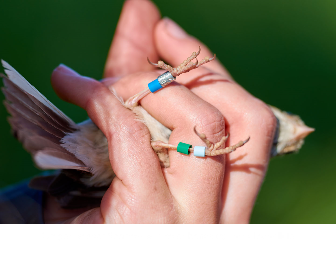 Oregon Vesper Sparrow with color bands (c) Frank Lospalluto 