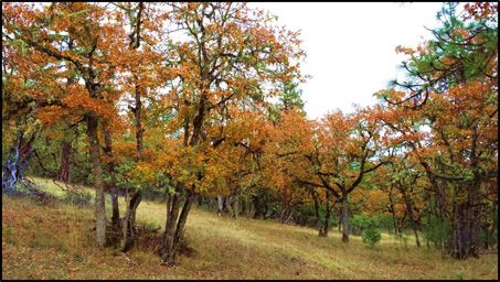 oaks from flyer 72ppi