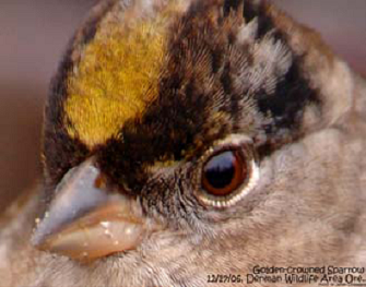 The Golden-crowned Sparrow is known for its distinctive golden crown stripe. Photo by Jim Livaudais © 2011.