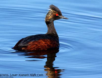 eared grebe picture