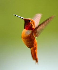 Rufous Hummingbird (c) Jim Livaudais cropped flipped (72ppi 4x)