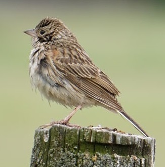 Vesper Sparrow Stephens flipped cropped (72dpi 11x17)