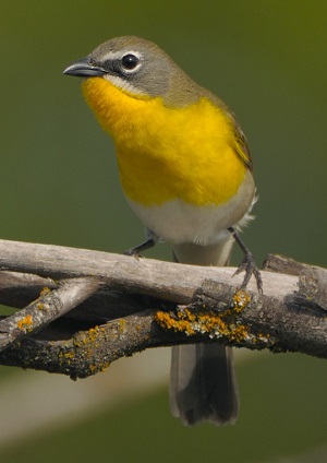 about Klamath Bird Observatory