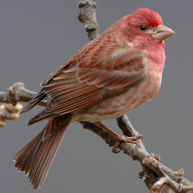 Purple Finch photo by James Livaudais