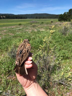 tagged Vesper Sparrow, photo by NLT