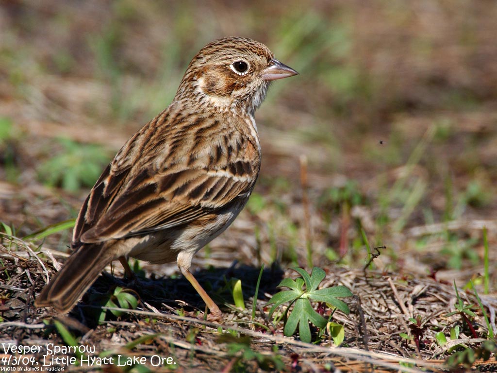 Oregon Vesper Sparrow sitting on ground closeup, photo by Jim Livaudais