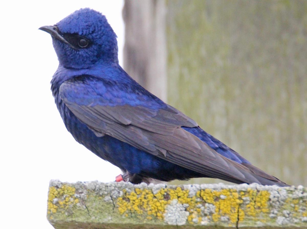Purple Martin closeup, photo by Lorelle Sherman