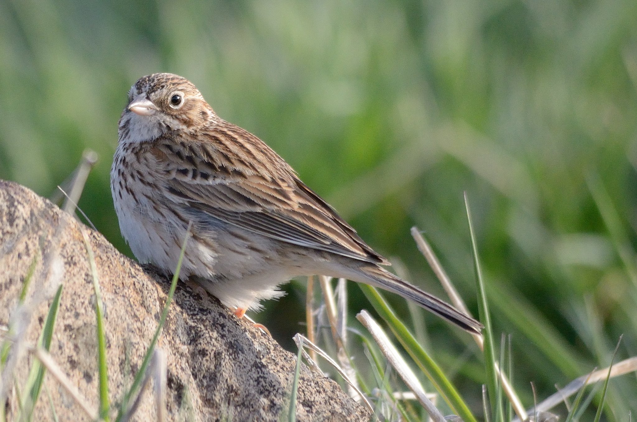 Oregon Vesper Sparrow sitting on a rock