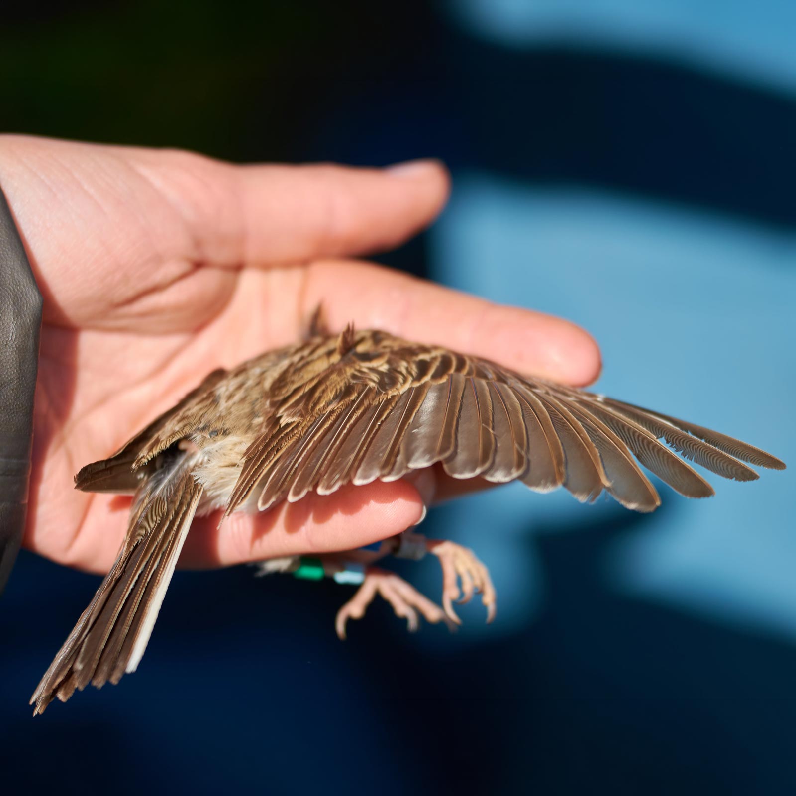 banding an Oregon Vesper Sparrow