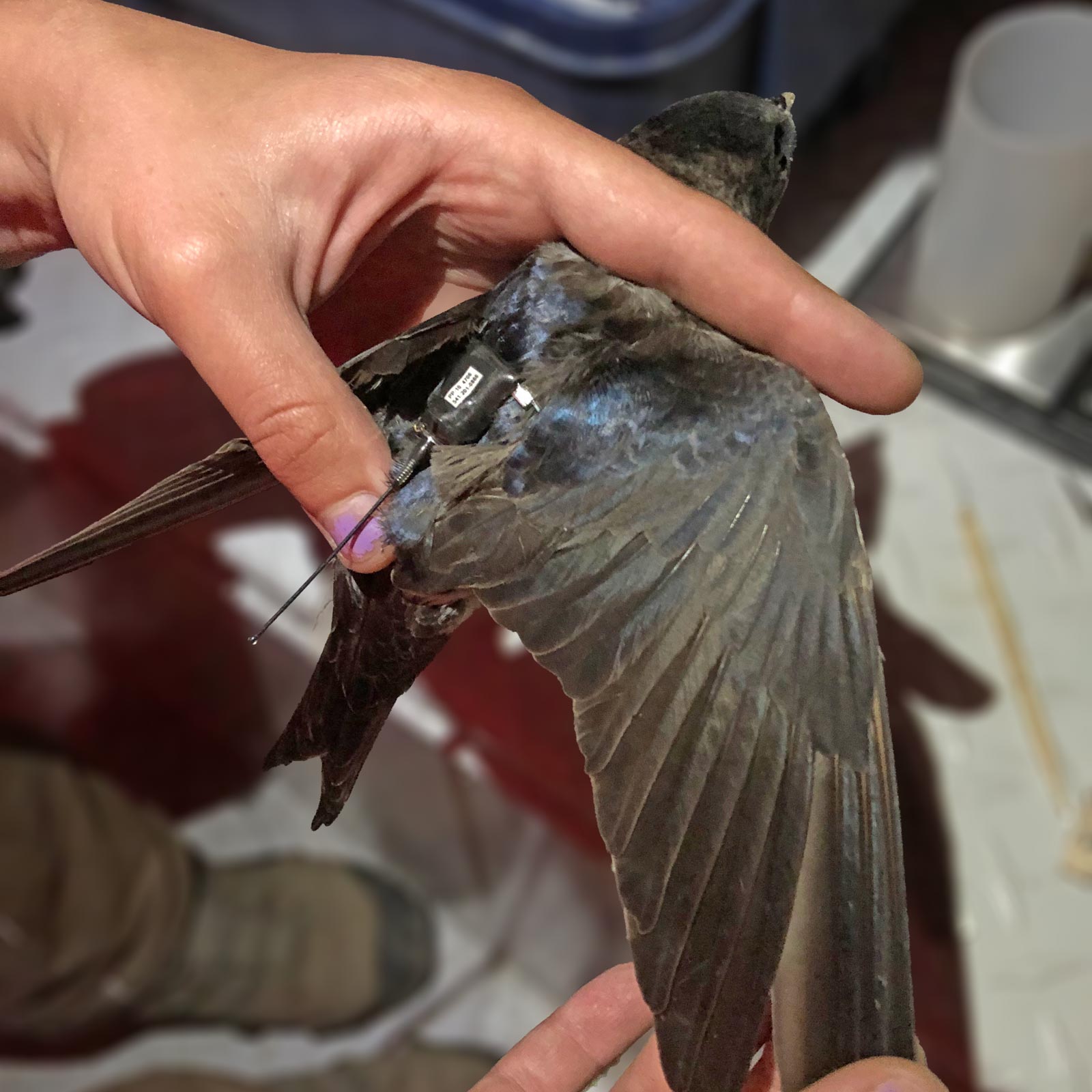 tagged male Fern Ridge, photo by Sarah Rockwell