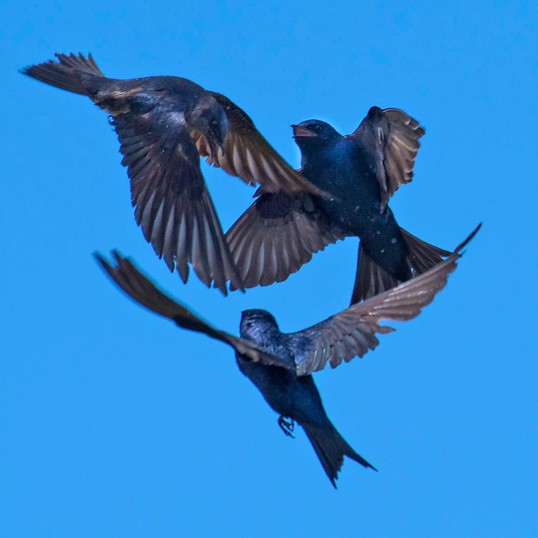 three Purple Martins playing in flight with blue sky background