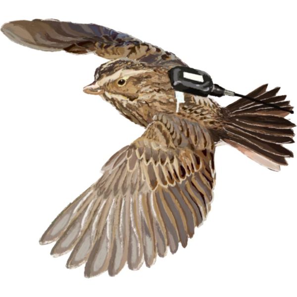 tagged Vesper Sparrow sticker graphic